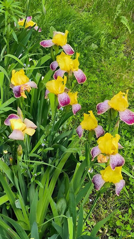 Все краски лета. - Ольга 