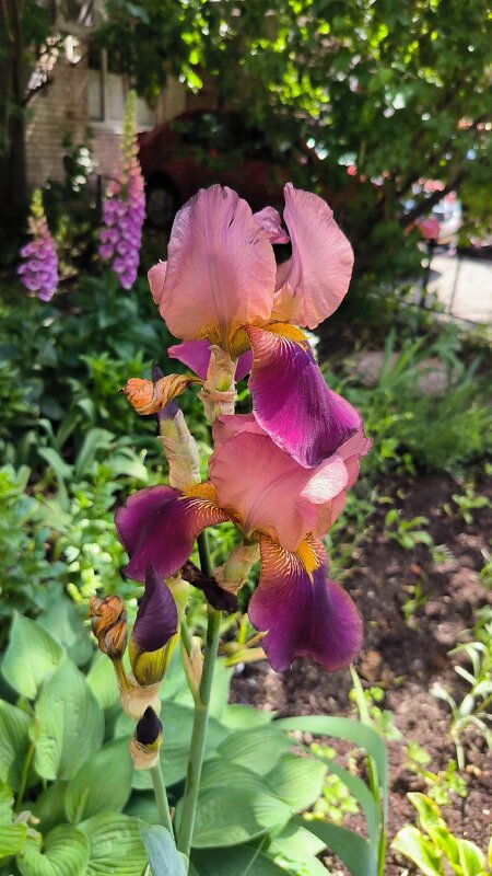 Разнообразие ирисов. - Ольга 