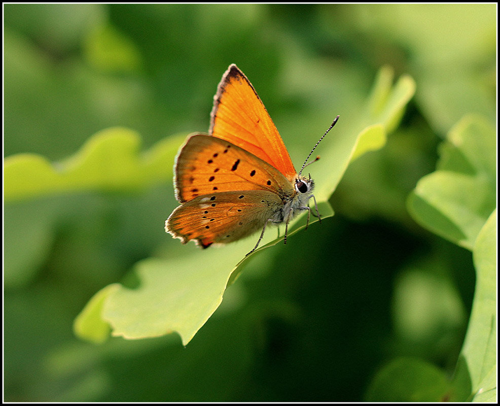 Червончик алый... - Aleksandr Gal