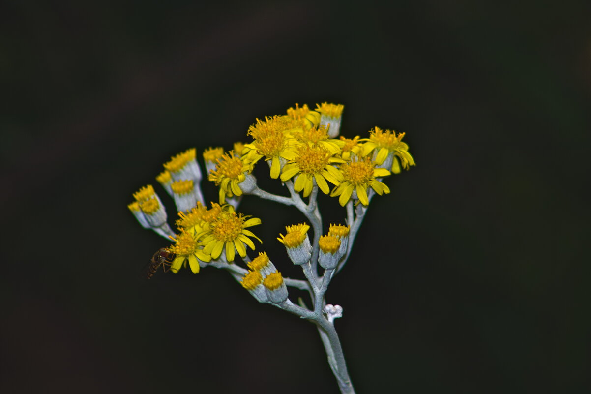 Крестовник обыкновенный - Giant Tao / Крестовник обыкновенный - Giant Tao /