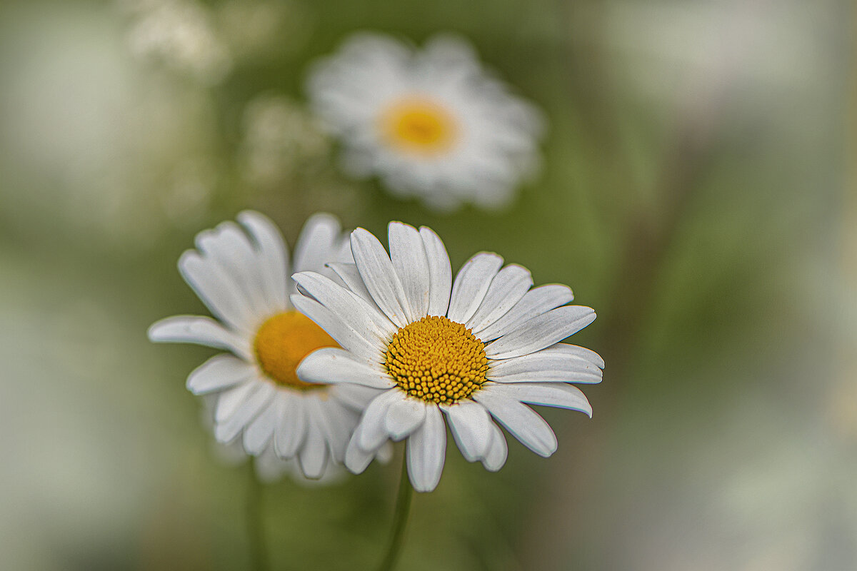 * - Svetlana Galvez * - Svetlana Galvez