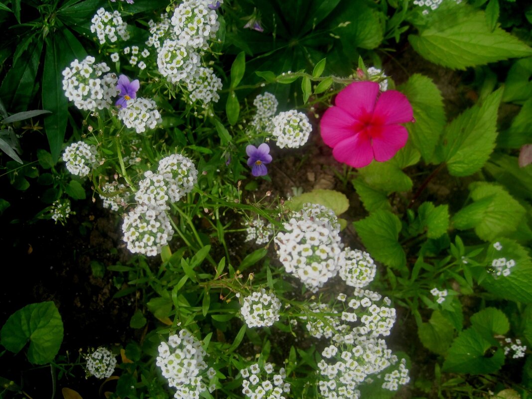 На улицах города - Елена Семигина