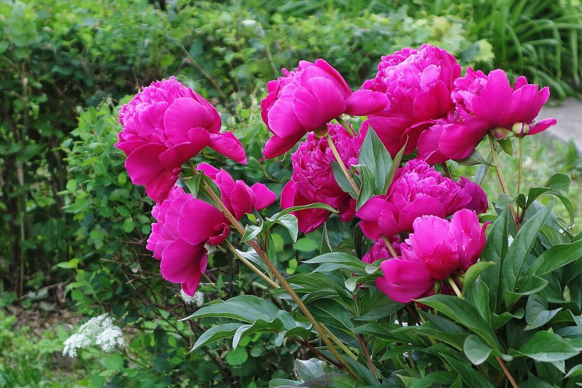 Пионы - Рита Симонова Пионы - Рита Симонова