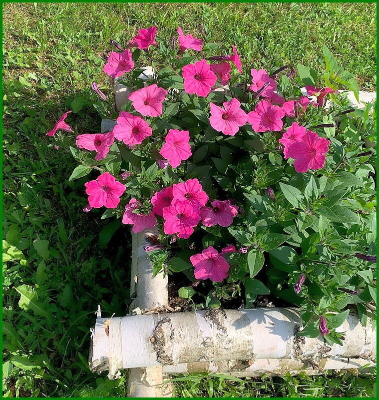 Каскадная петуния - Ольга Довженко