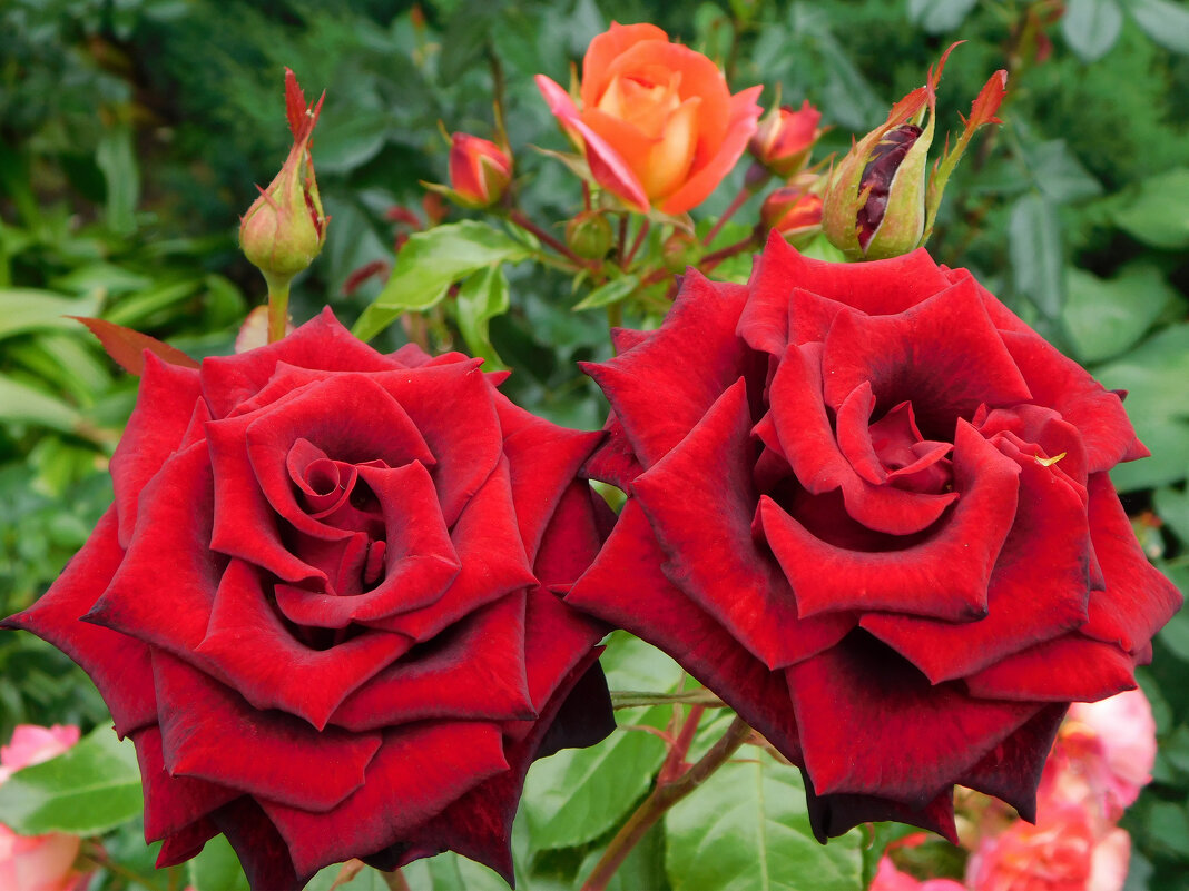 Чайно-гибридные розы - Наиля 