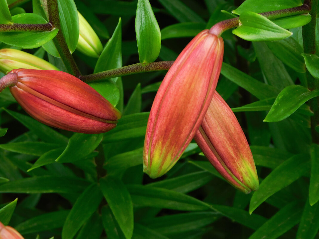 Бутоны лилии азиатской - Наиля 