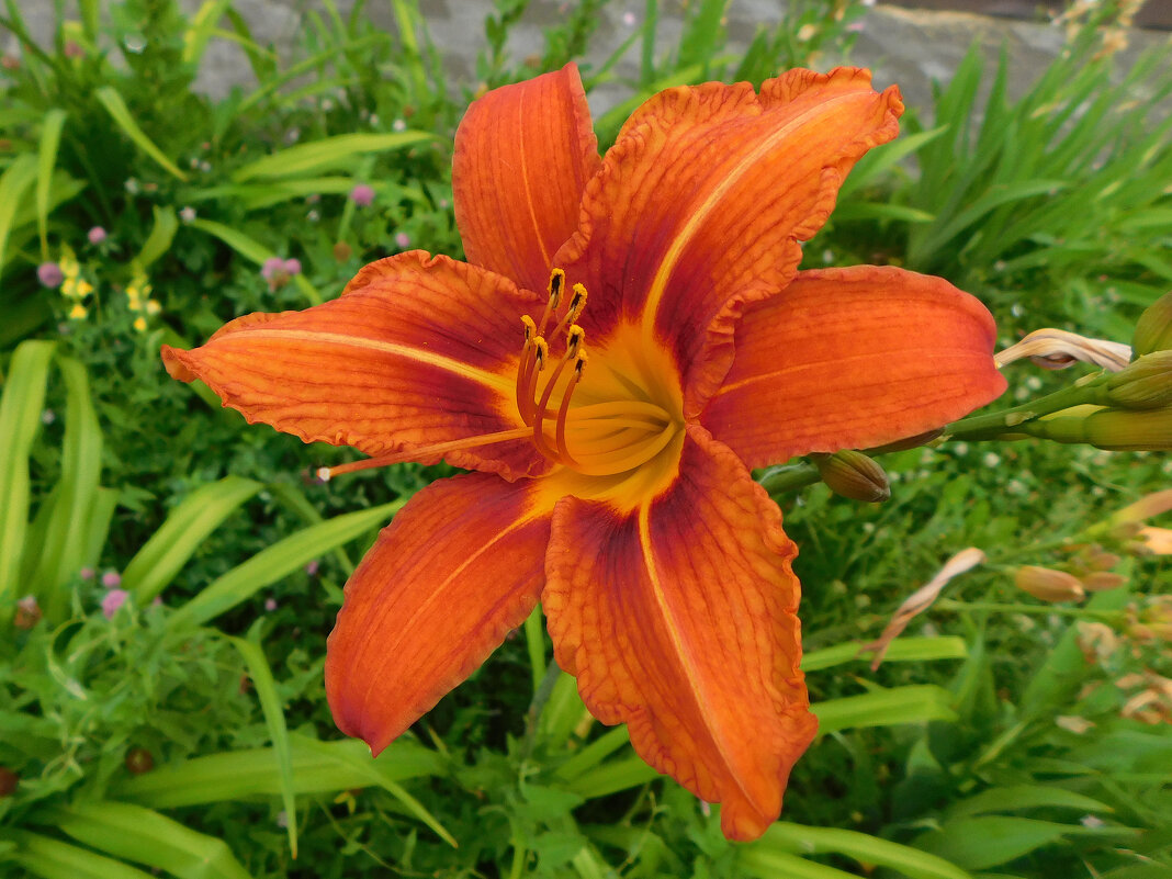 Лилейник оранжевый обычный - Наиля Лилейник оранжевый обычный - Наиля