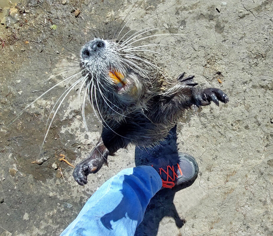 На ручки хочу! - ИРЭН@ .