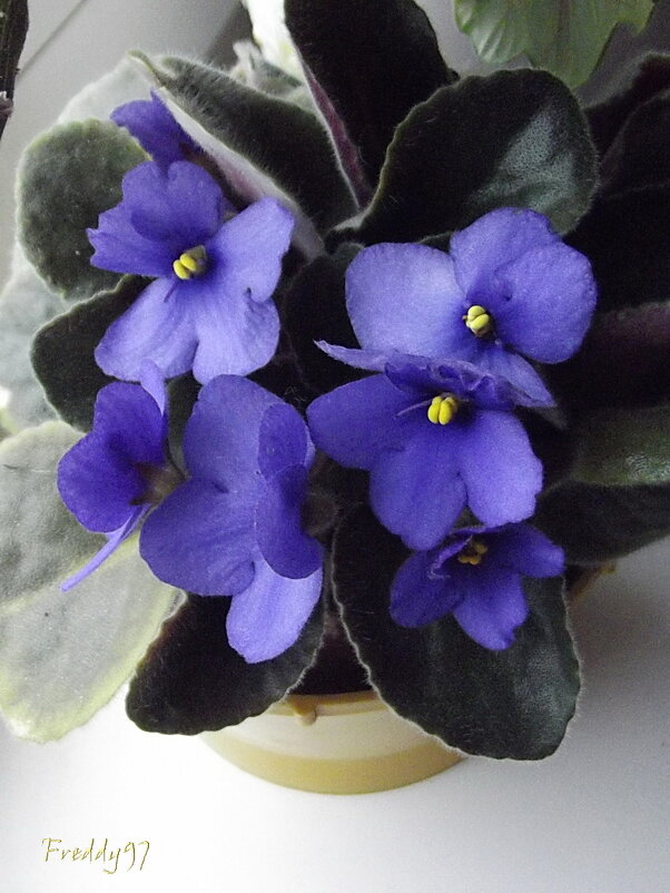 Фиалка - Freddy 97