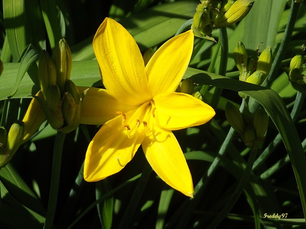 Лилейник - Freddy 97