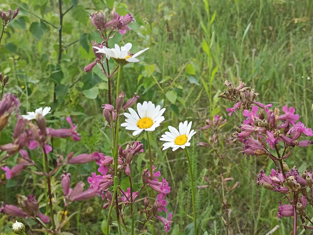 Летнее разноцветье - Pippa 