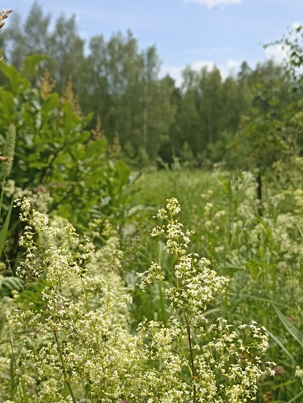 Летнее разноцветье - Pippa 