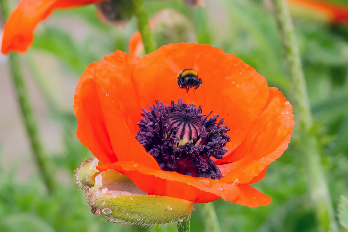 левитация - Виталий Емельянов