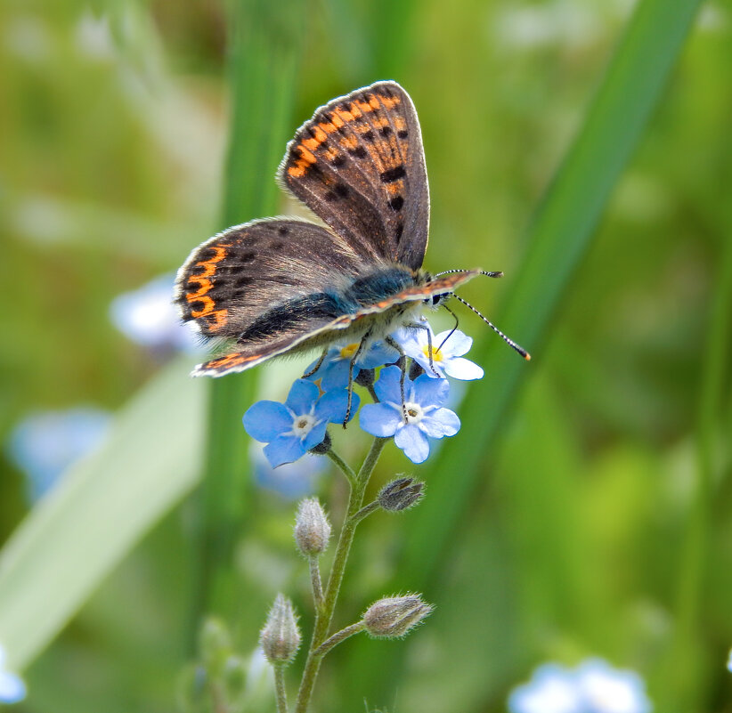 Ах эти бабочки ... - Александр Ковальчук