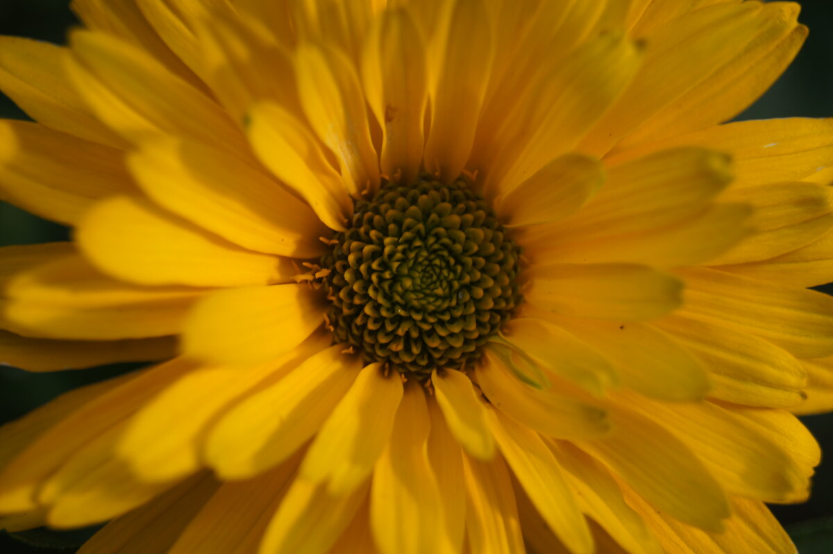 Хризантема - Глеб 