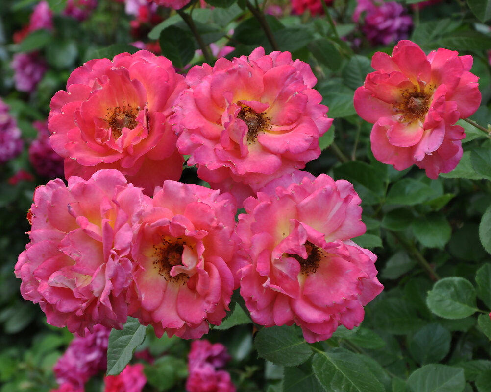 Розы июня - Татьяна Машошина