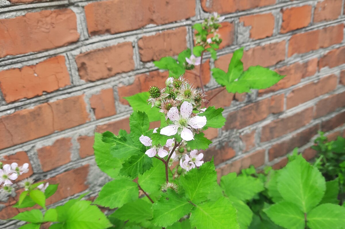 Ежевика - Сеня Белгородский