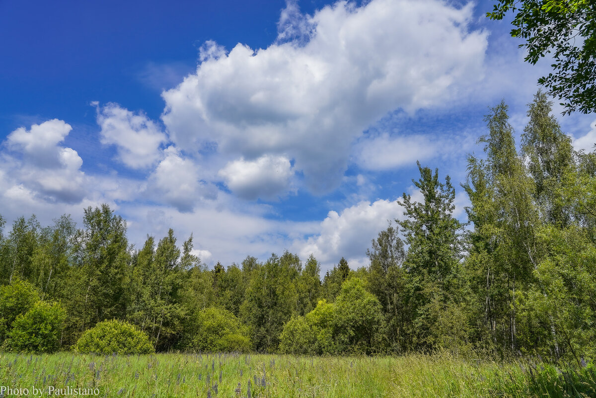 На опушке... - Владимир Жданов