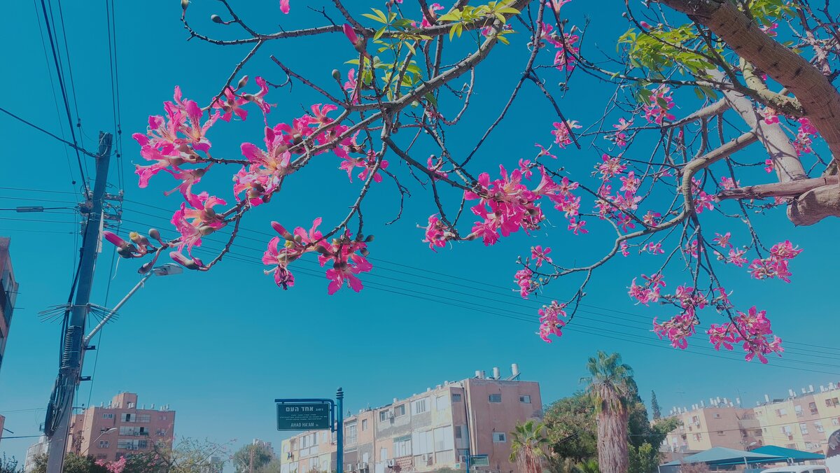 13  ОПЕН (209) - OPEN WAYS ALL