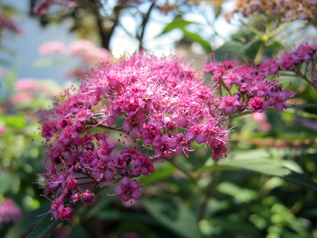 спирея японская - Ольга 