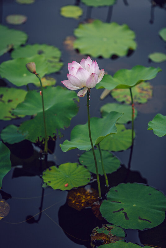 Сезон лотосов - Дмитрий 