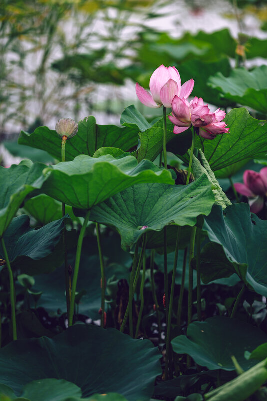 Лотосы в парке - Дмитрий 