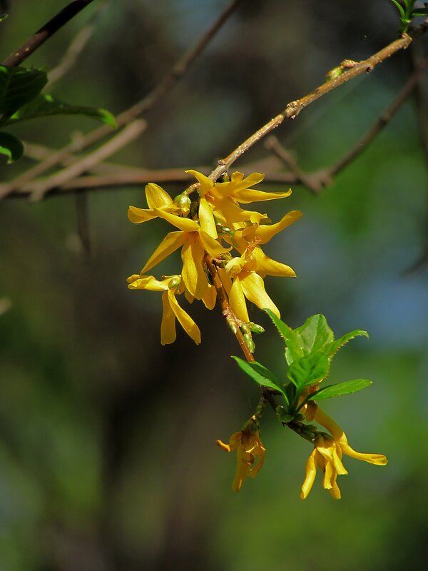 Весеннее цветение - Роман Савоцкий