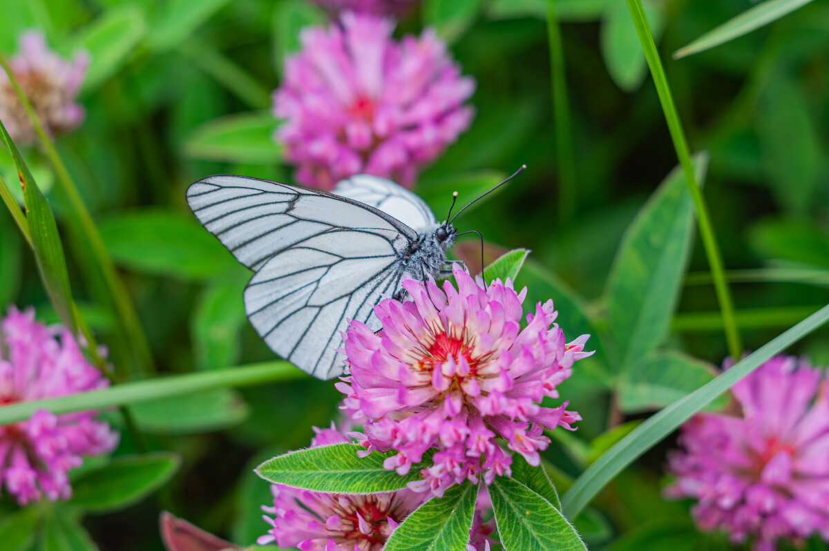 О бабочках... - Александр Филатов О бабочках... - Александр Филатов