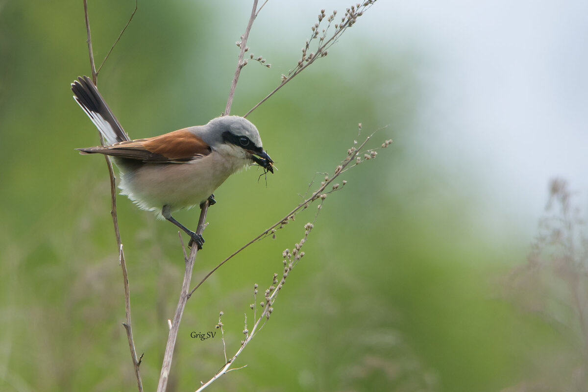 Жулан - Светлана Григорьева