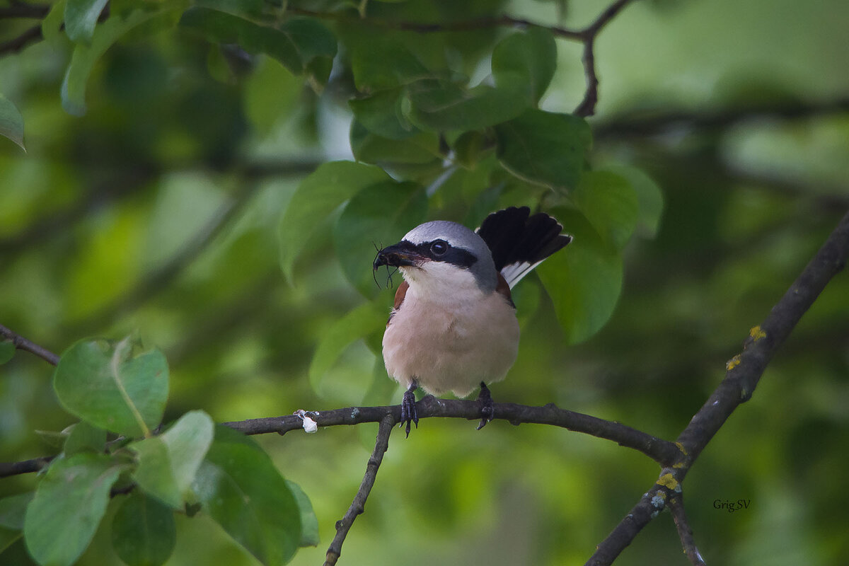 Жулан с добычей - Светлана Григорьева
