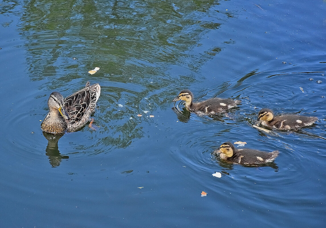 Внимательная мама-утка! - Валентина  Нефёдова 