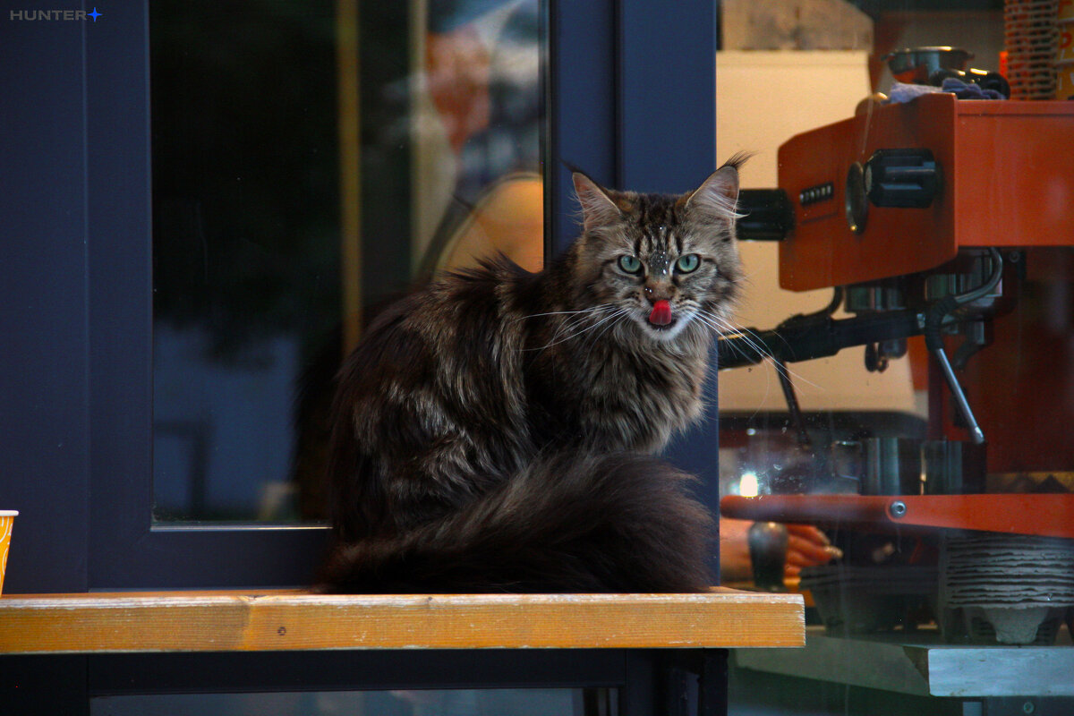 уличный кот - Полина Лопатина (Hunter)