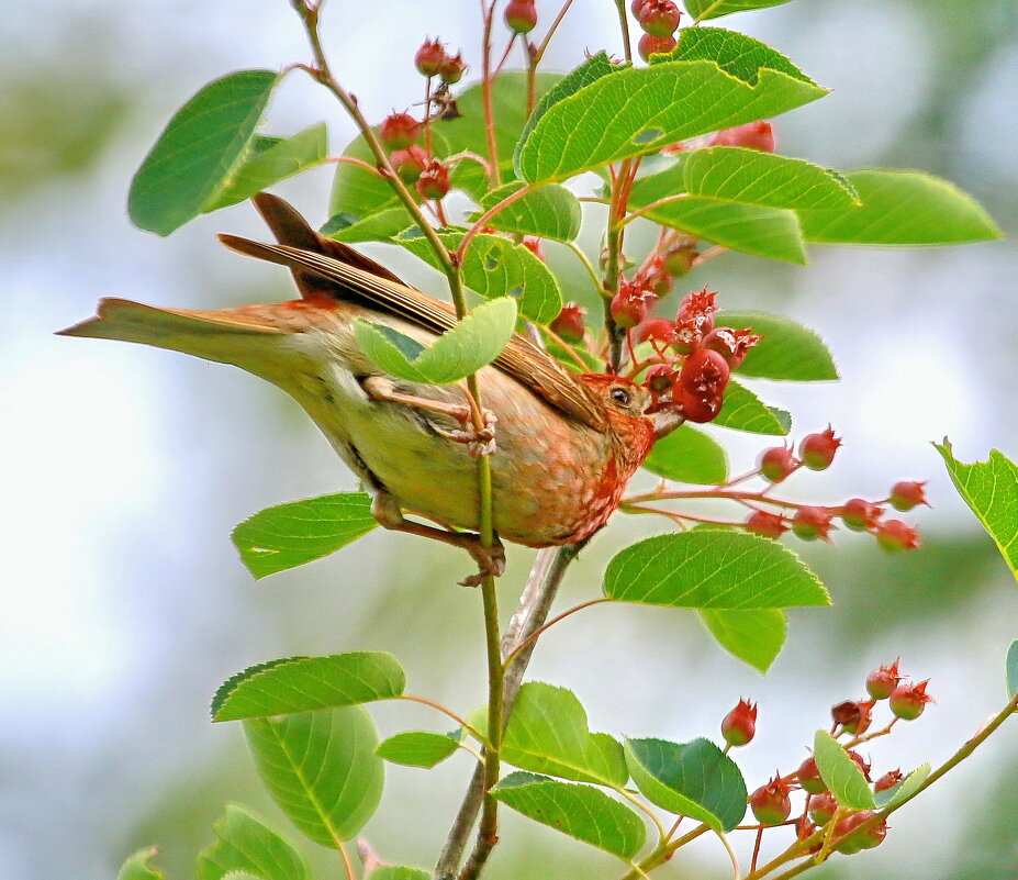 чечевица кормится... - Andrey Bragin 