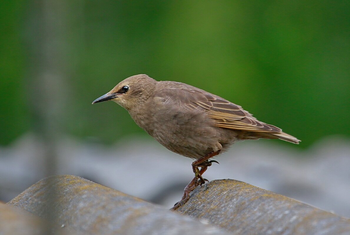 пешком ... - Andrey Bragin 