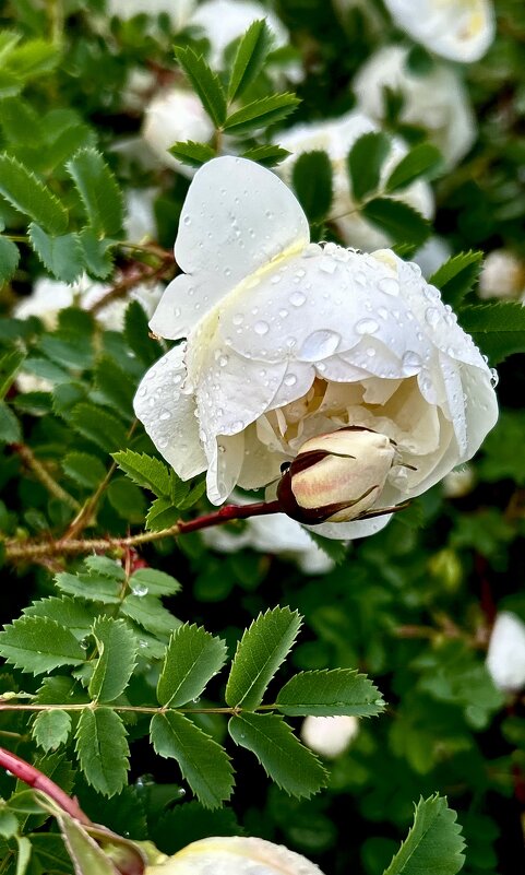 Июнь - VADIM *****