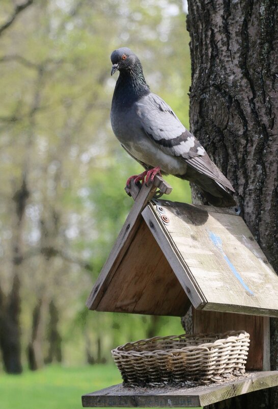 *** - Наталья Герасимова