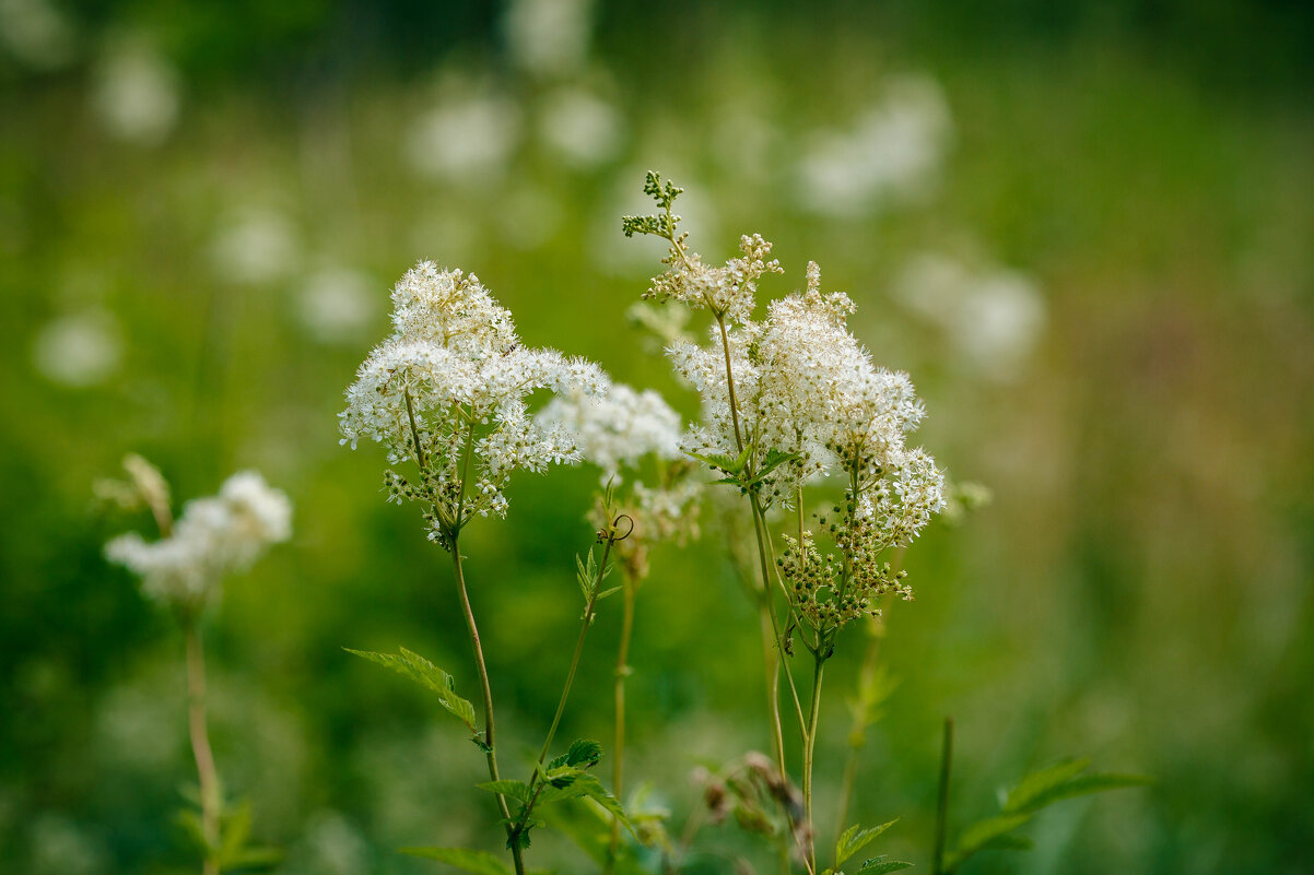 Пушистики - Вячеслав Владимирович