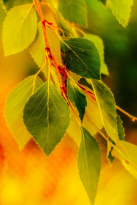 Цвета природы. - Валентина M