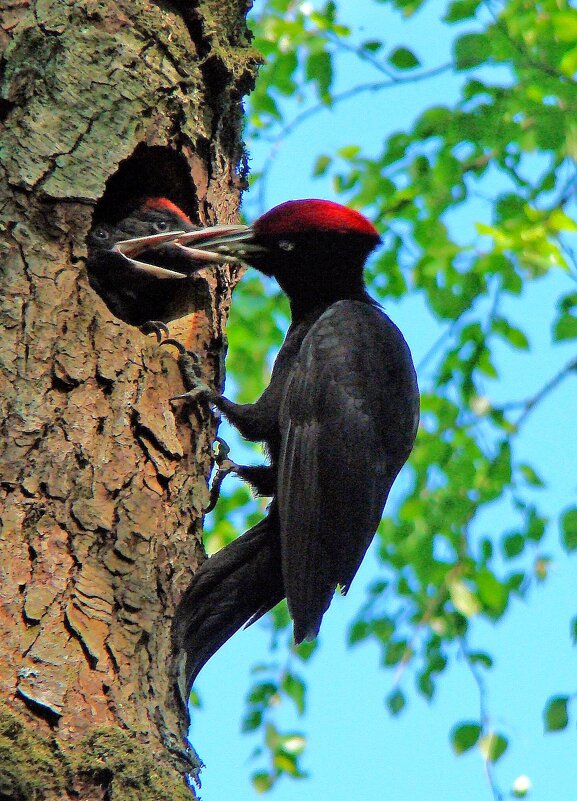 гнездо черного дятла - gawrilа - dan