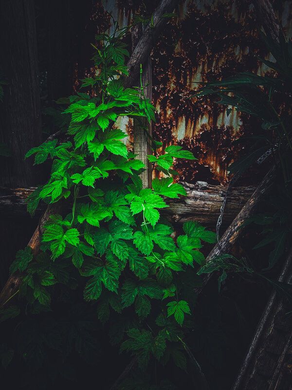 Лето в контрасте - Анна Пигулевская