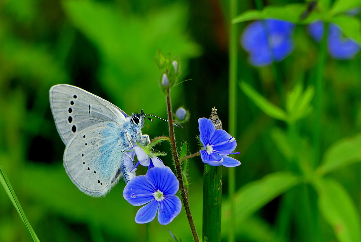 и снова бабочки 24 - Александр Прокудин и снова бабочки 24 - Александр Прокудин