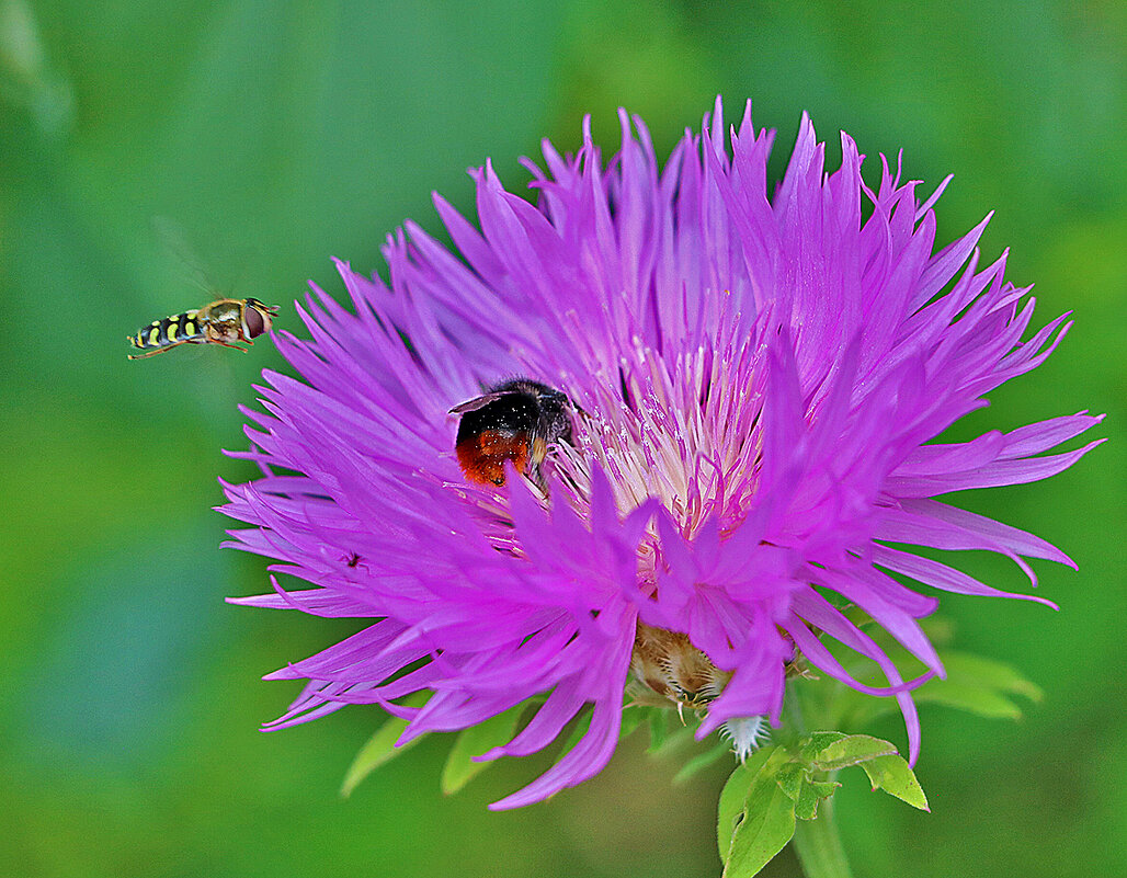 Конкуренты - Светлана 