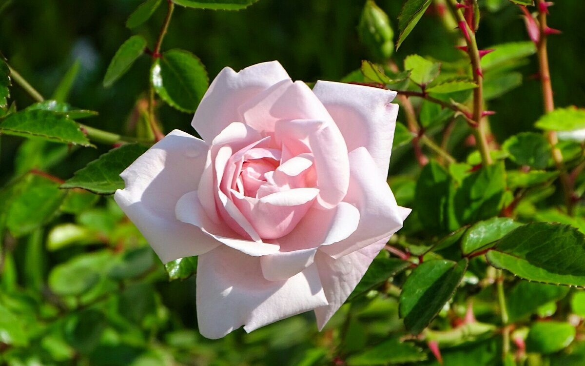 О красоте цветов. - Милешкин Владимир Алексеевич 