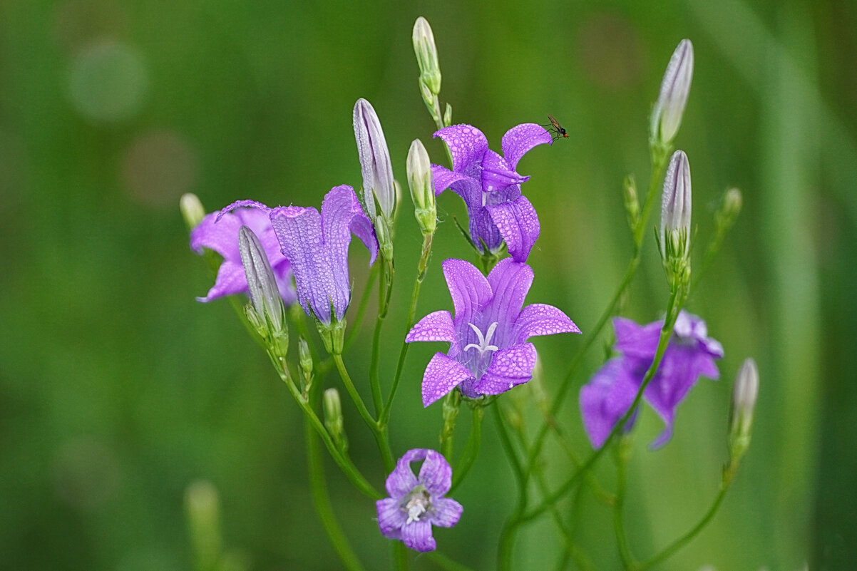 Колокольчики мои, цветики лесные... - Галина Кан Колокольчики мои, цветики лесные... - Галина Кан