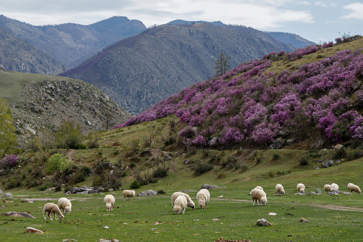 весенняя пастораль - Виктор Ковчин