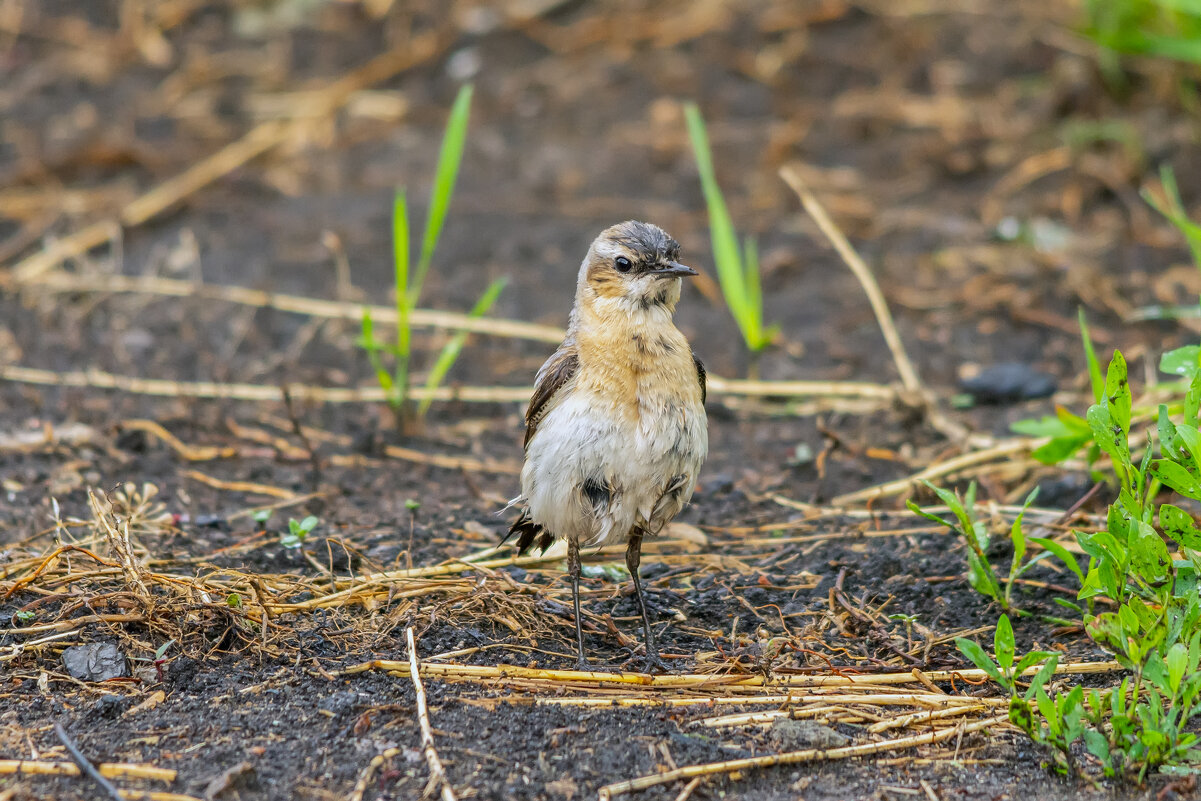 молодая каменка - Виталий Емельянов