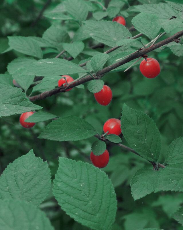вишенки зреют - Лера вишенки зреют - Лера