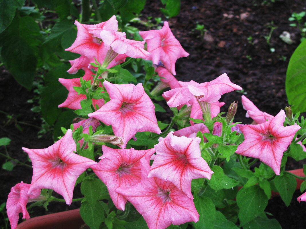 Во всей красе - Людмила Смородинская