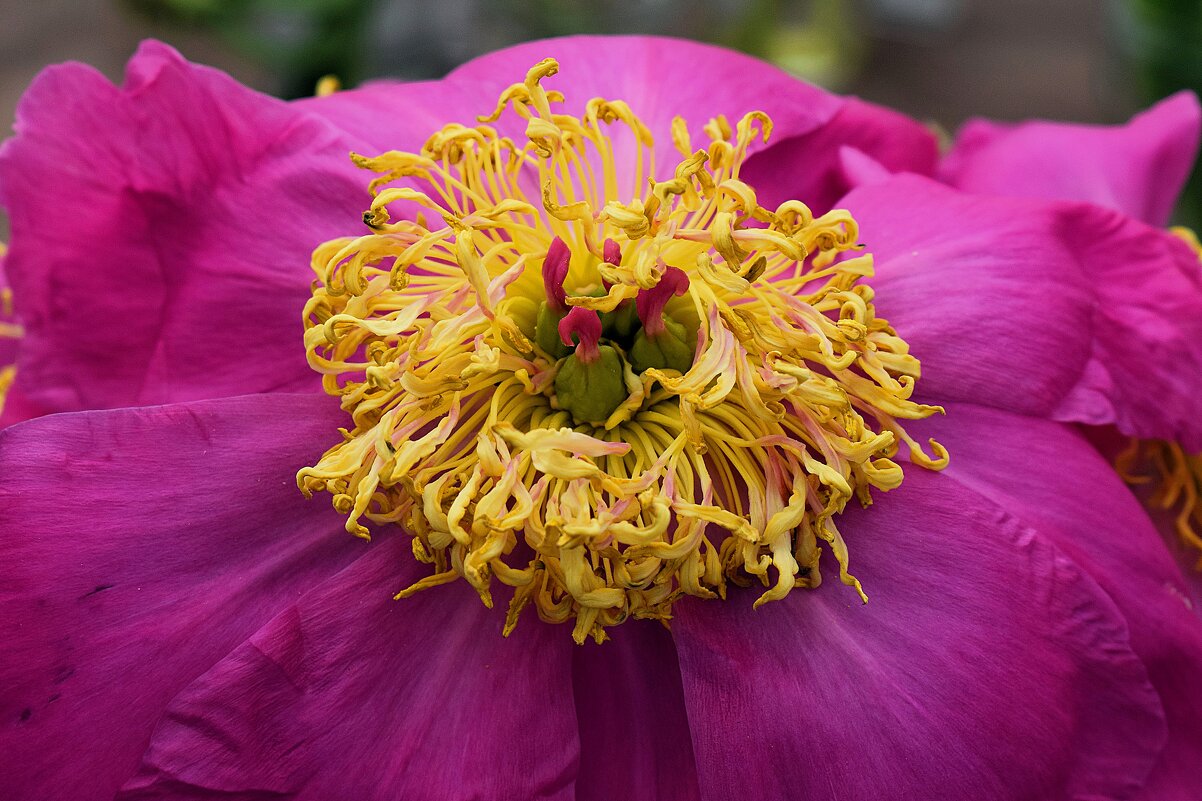 Отцвёл пионами июнь. - Татьяна Помогалова