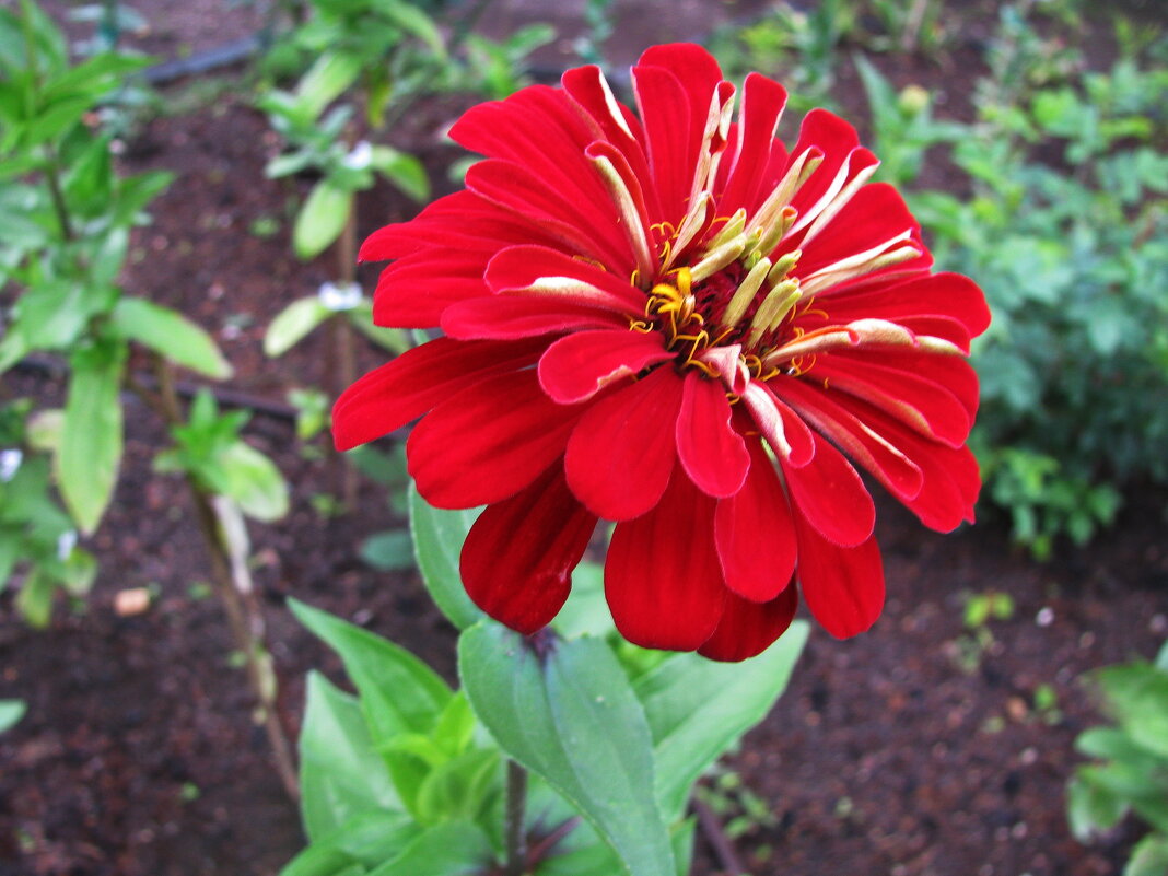 Красотка цинния - Людмила Смородинская